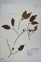 臺灣赤楊、臺灣榿木藏品圖，第1張