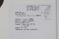 臺灣赤楊、臺灣榿木藏品圖，第2張