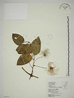 田代氏鐵線蓮藏品圖，第1張