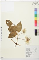 田代氏鐵線蓮藏品圖，第2張