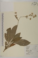 地膽草、毛蓮菜藏品圖，第1張