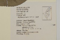地膽草、毛蓮菜藏品圖，第2張