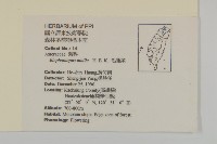 地膽草、毛蓮菜藏品圖，第2張