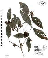 杜虹花，台灣紫珠藏品圖，第1張