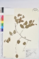 多花油柑、白仔藏品圖，第1張