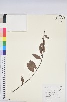 土密樹藏品圖，第1張