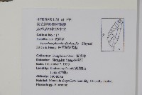 曲莖馬藍藏品圖，第2張