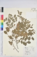 多花油柑、白仔藏品圖，第1張