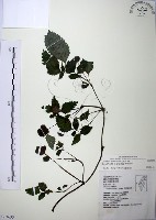 長梗盤花麻藏品圖，第1張