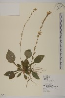 臺灣鬼督郵藏品圖，第1張