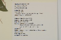 臺灣鬼督郵藏品圖，第2張