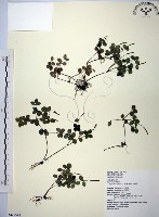 小椒草藏品圖，第1張