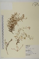 玉山抱莖籟簫藏品圖，第1張