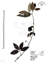 杜虹花，台灣紫珠藏品圖，第1張