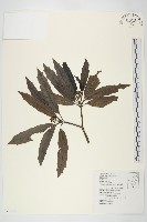 桃葉珊瑚藏品圖，第1張