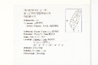 桃葉珊瑚藏品圖，第2張