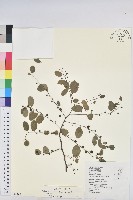 多花油柑、白仔藏品圖，第1張