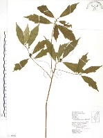 天仙果、臺灣榕藏品圖，第1張