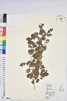 密花白飯樹藏品圖，第1張