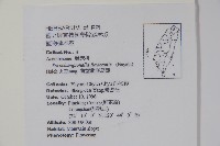 曲莖馬藍藏品圖，第2張