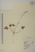 中原氏鬼督郵藏品圖，第1張