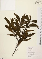 山胡椒藏品圖，第1張