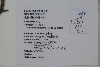 呂宋莢迷藏品圖，第2張