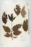 俄氏柿藏品圖，第3張