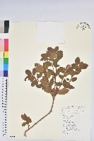 金毛杜鵑藏品圖，第1張