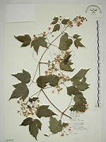 串鼻龍藏品圖，第1張