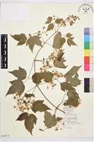 串鼻龍藏品圖，第2張