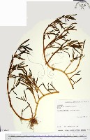 海馬齒藏品圖，第1張