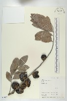 黃心柿藏品圖，第1張