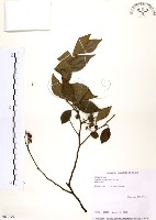 烏皮九芎、奮起湖野茉莉藏品圖，第1張