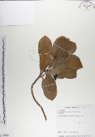 呂宋毛蕊木藏品圖，第1張