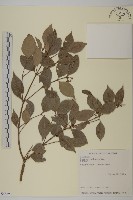 福建賽衛矛、福建假衛矛藏品圖，第1張