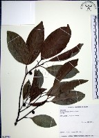 九重吹、九丁樹、脈葉榕、大葉九重吹藏品圖，第1張