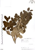 土樟藏品圖，第1張