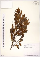 十子木、加入舅藏品圖，第1張