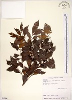 十子木、加入舅藏品圖，第1張