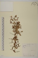 刺裸實、變葉裸實藏品圖，第1張