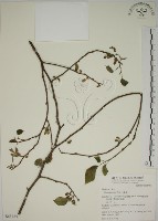 小桑樹藏品圖，第1張