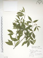 飛龍掌血藏品圖，第1張