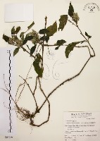 臺灣鱗球花藏品圖，第1張