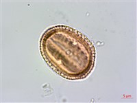 臺灣鱗球花藏品圖，第3張