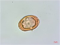 臺灣鱗球花藏品圖，第4張