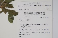 盾果草藏品圖，第2張