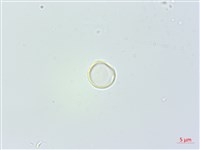 花點草藏品圖，第1張