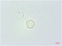 花點草藏品圖，第2張