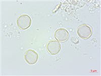 花點草藏品圖，第3張